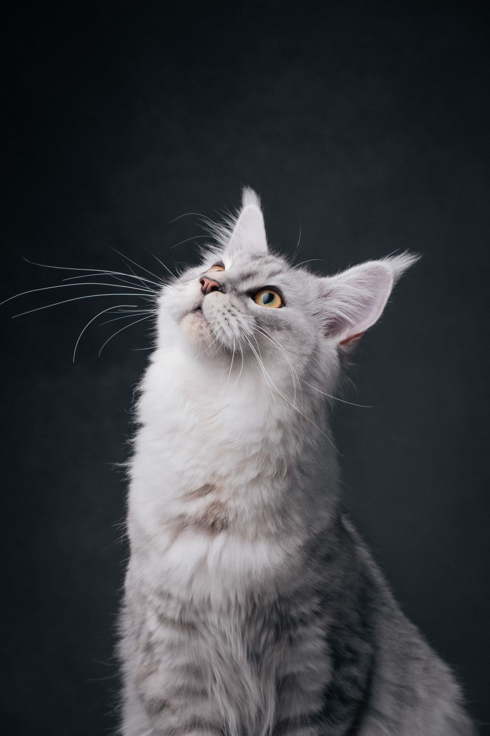 Cats portrait by Furtographed