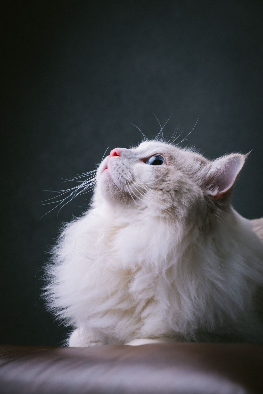 Cats collection