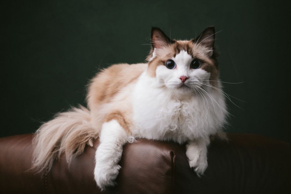Cats portrait by Furtographed