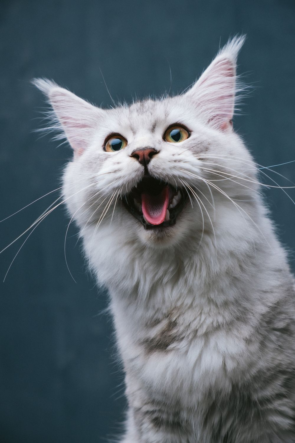 Cats portrait by Furtographed