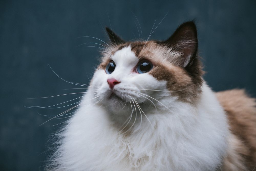 Cats portrait by Furtographed