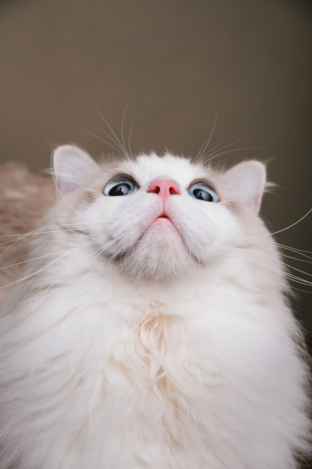 Cats portrait by Furtographed