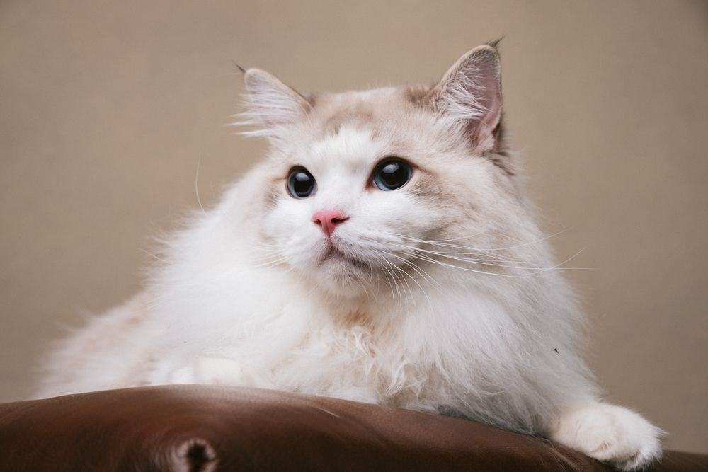 Cats portrait by Furtographed