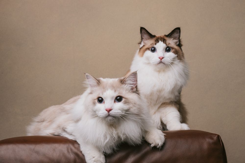 Cats portrait by Furtographed