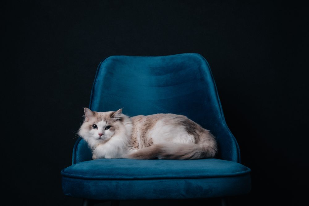 Cats portrait by Furtographed
