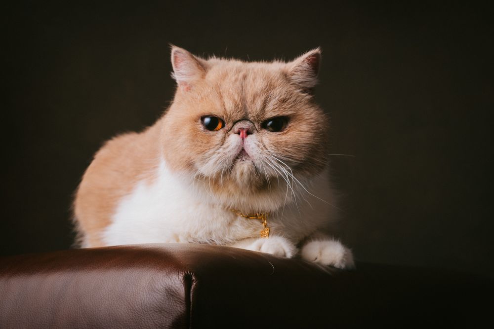 Cats portrait by Furtographed