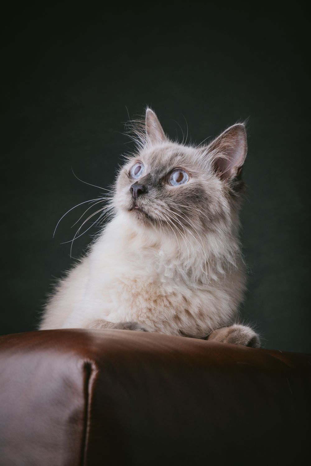 Cats portrait by Furtographed