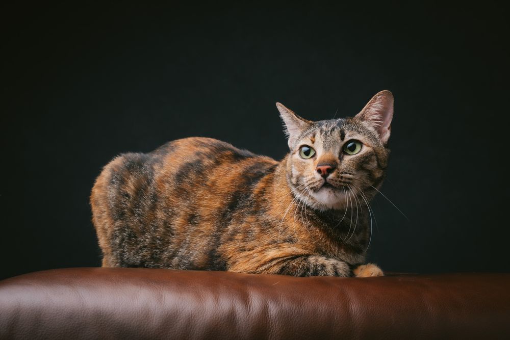 Cats portrait by Furtographed