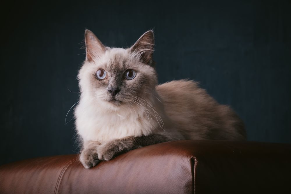 Cats portrait by Furtographed