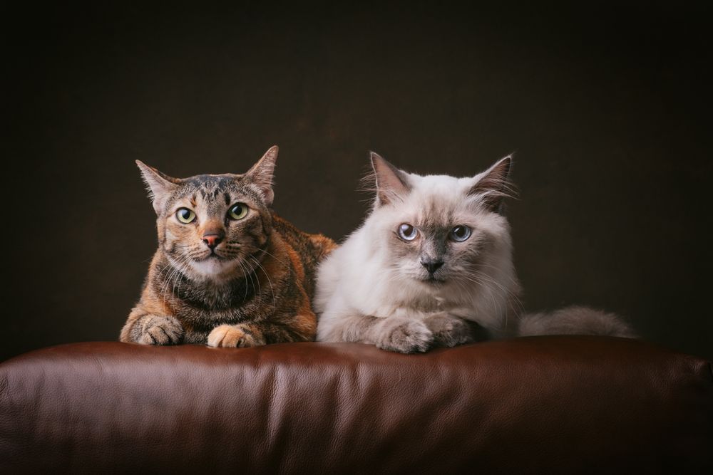 Cats portrait by Furtographed