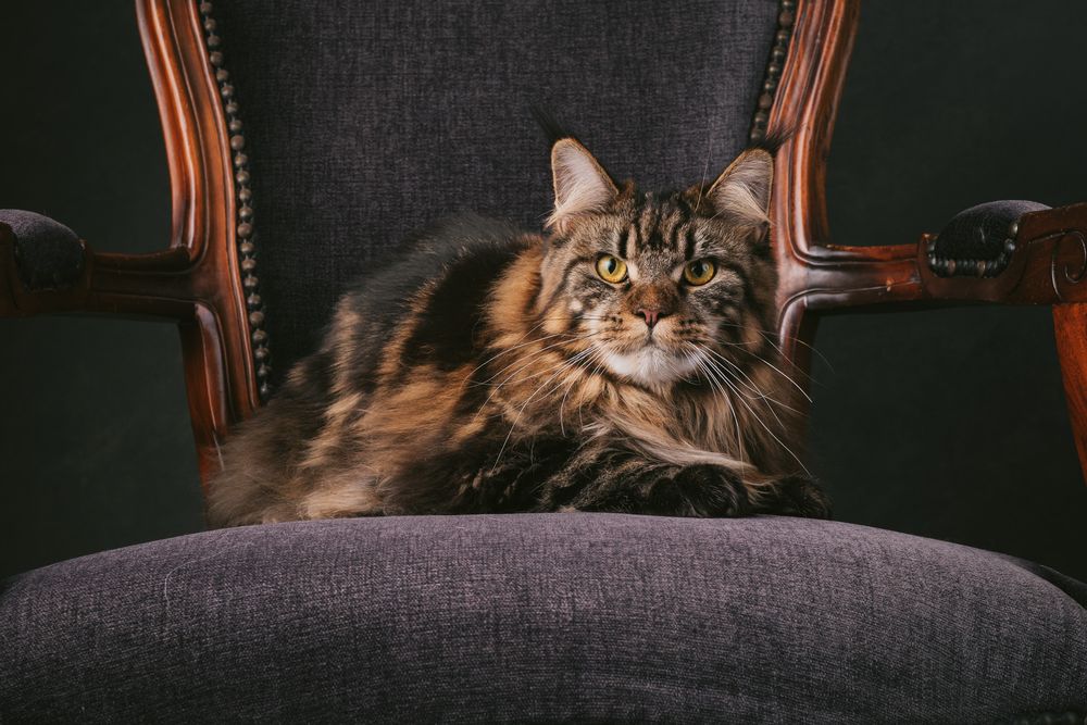 Cats portrait by Furtographed