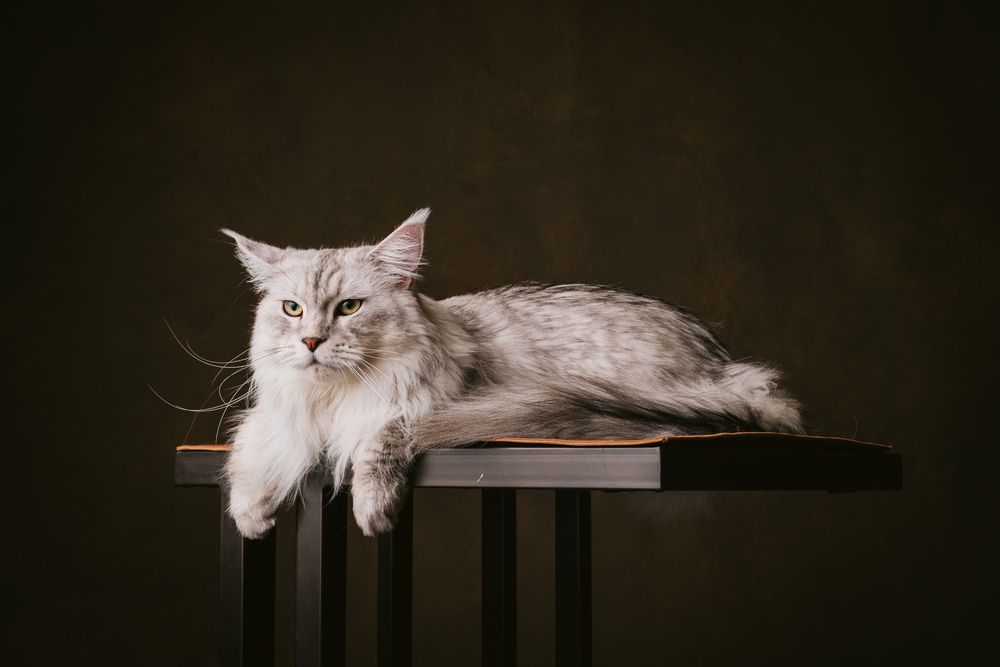 Cats portrait by Furtographed