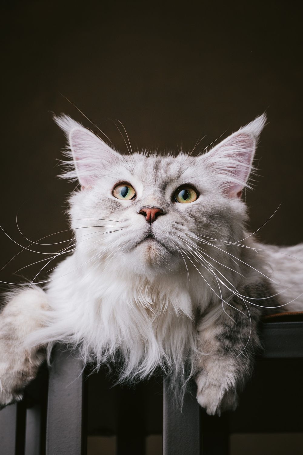 Cats portrait by Furtographed