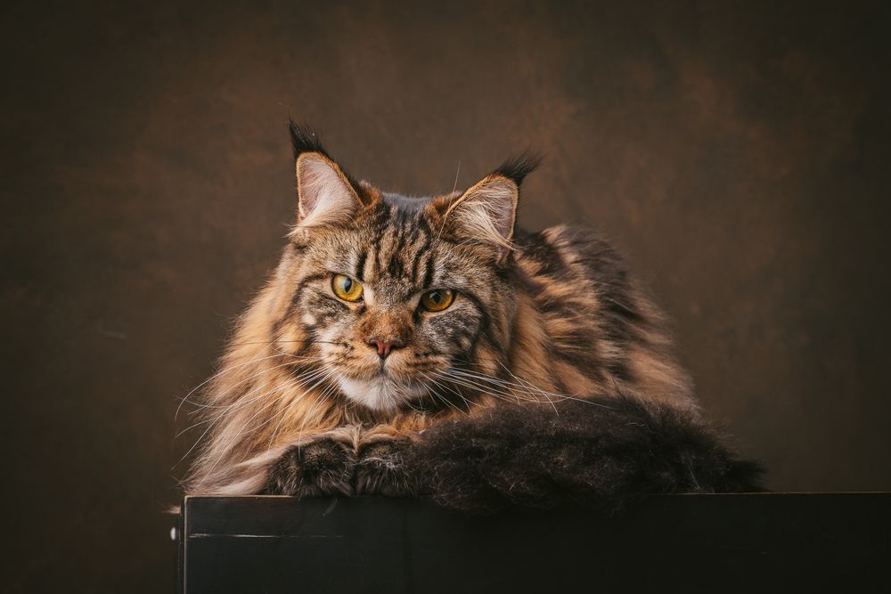 Cats portrait by Furtographed