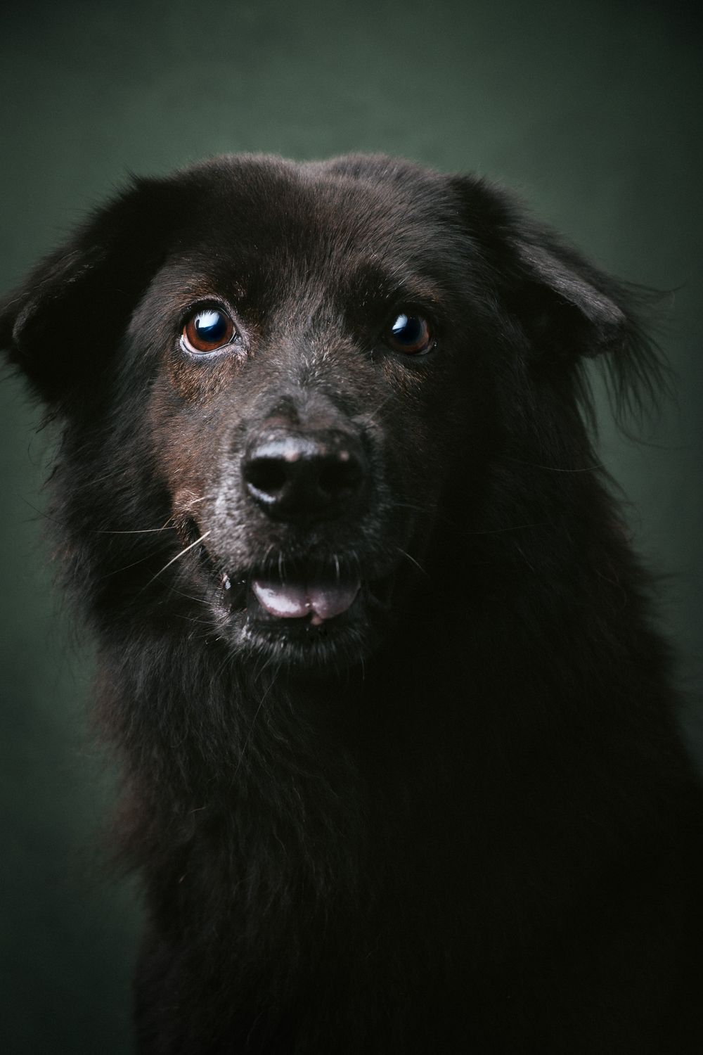 Dogs portrait by Furtographed