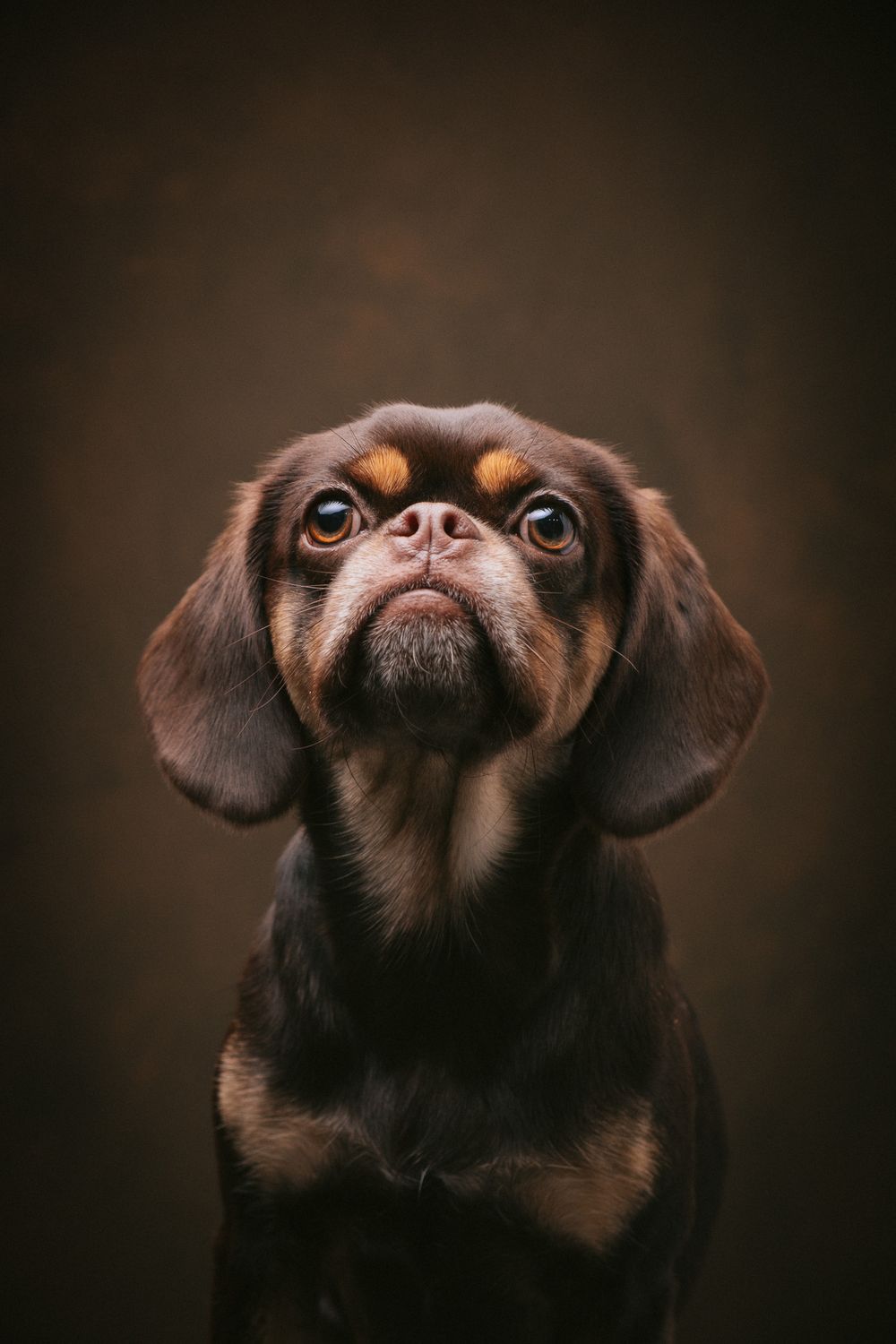 Dogs portrait by Furtographed