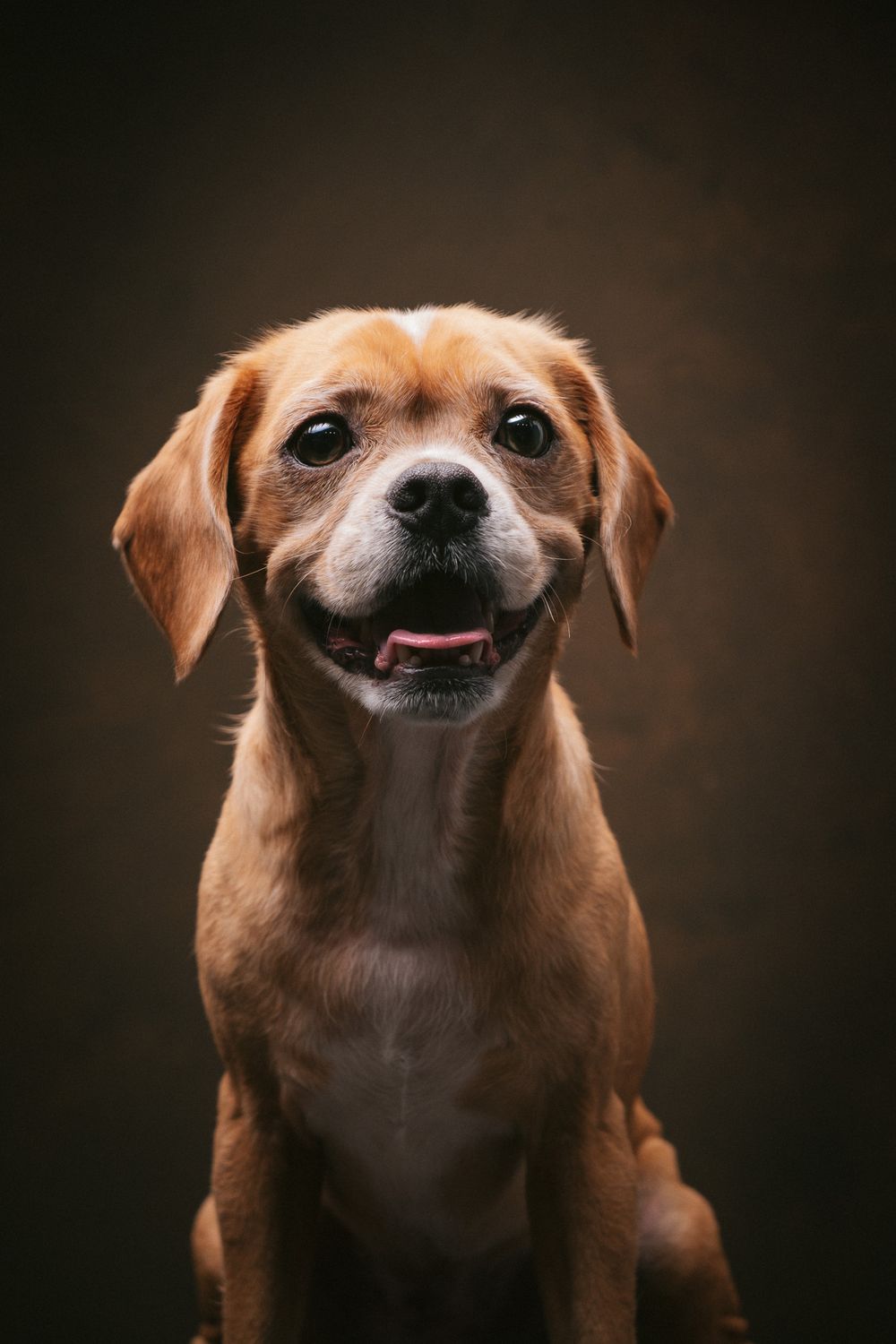 Dogs portrait by Furtographed