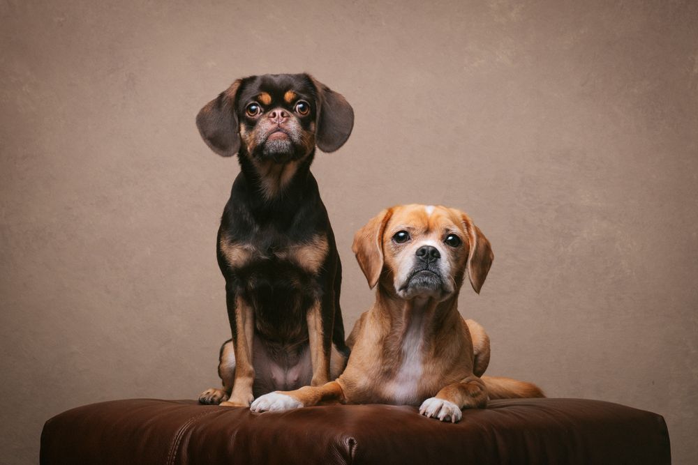 Dogs portrait by Furtographed