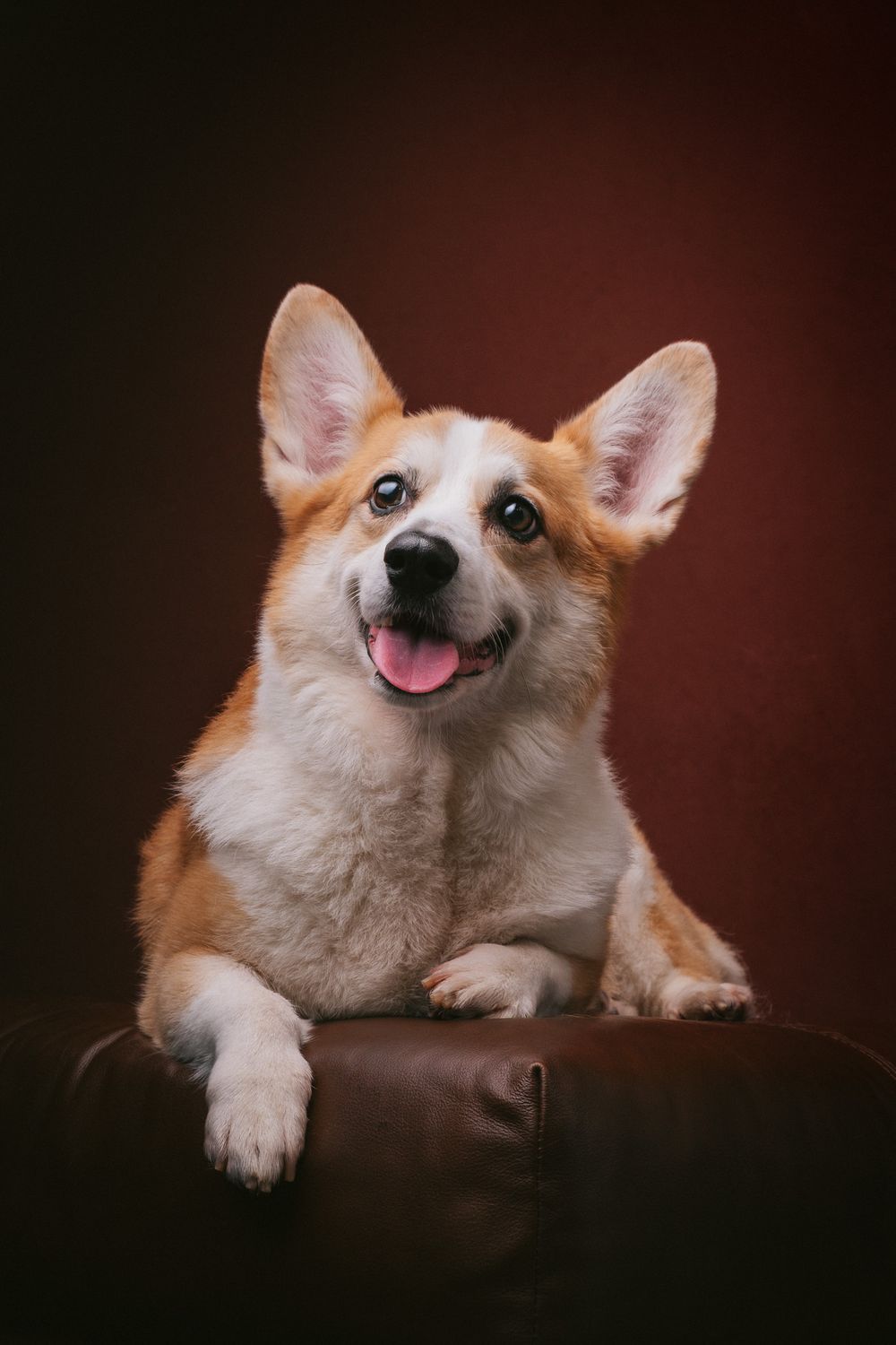 Dogs portrait by Furtographed