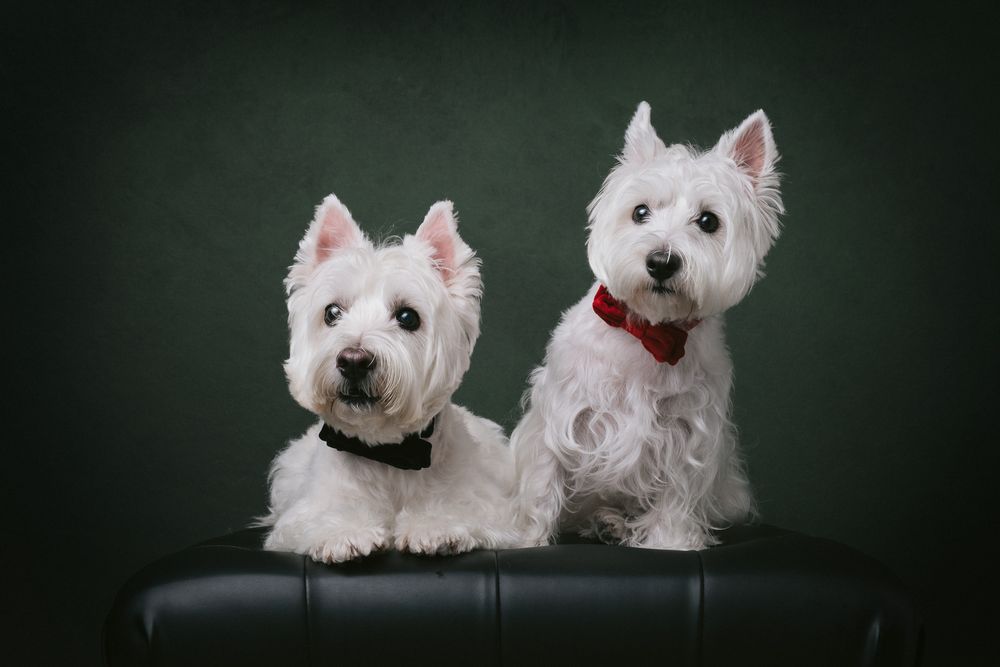 Dogs portrait by Furtographed