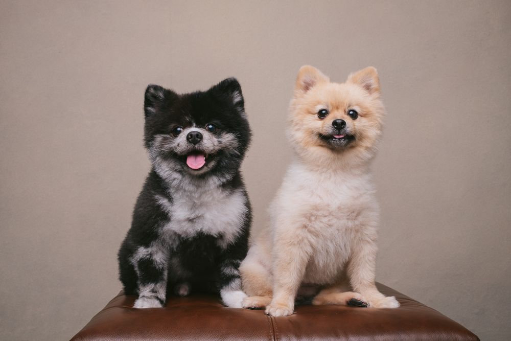Dogs portrait by Furtographed
