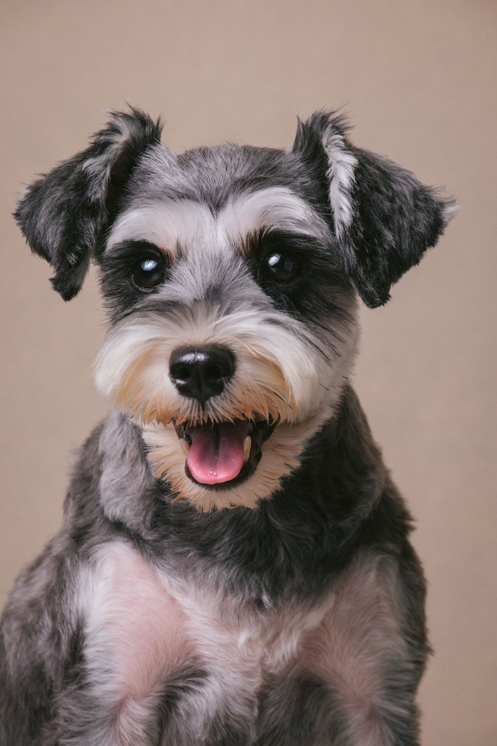 Dogs portrait by Furtographed