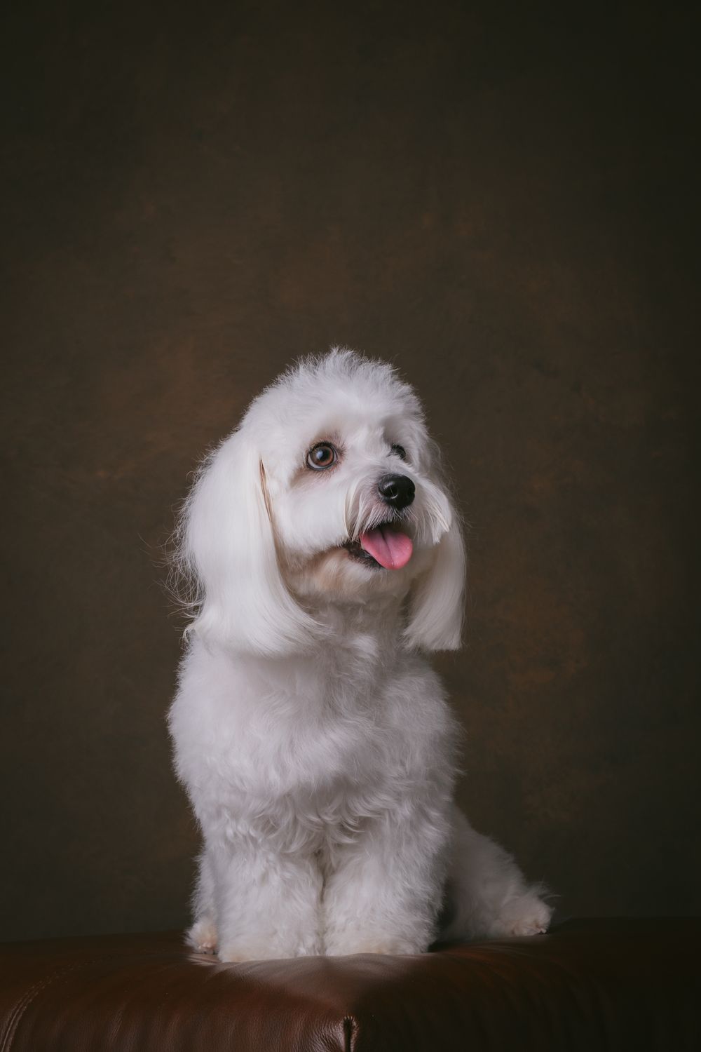 Dogs portrait by Furtographed