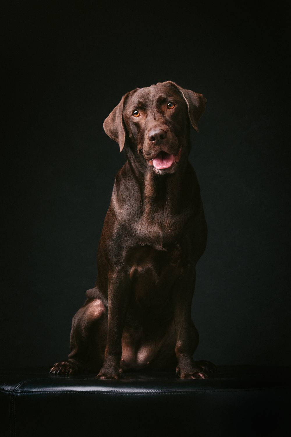 Dogs portrait by Furtographed