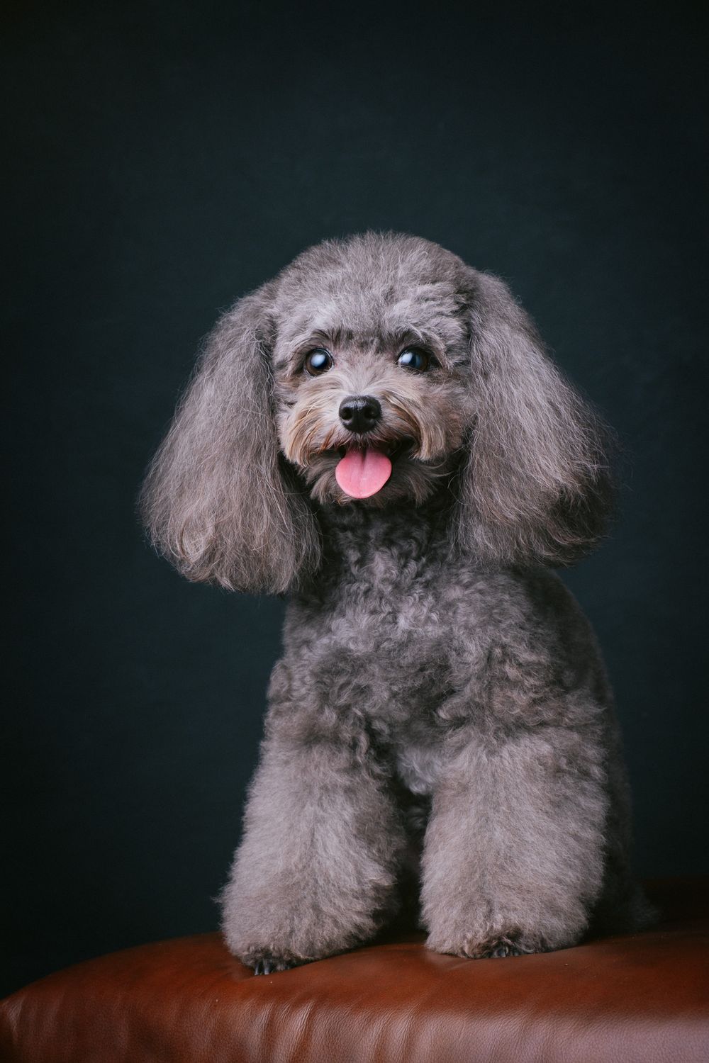 Dogs portrait by Furtographed