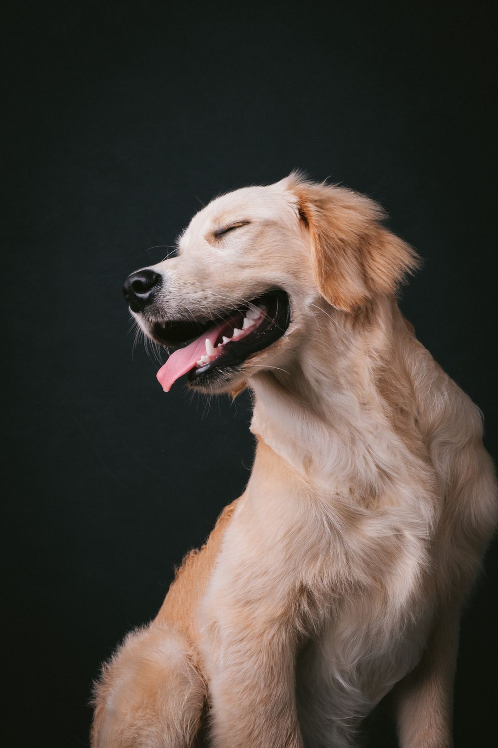 Dogs portrait by Furtographed