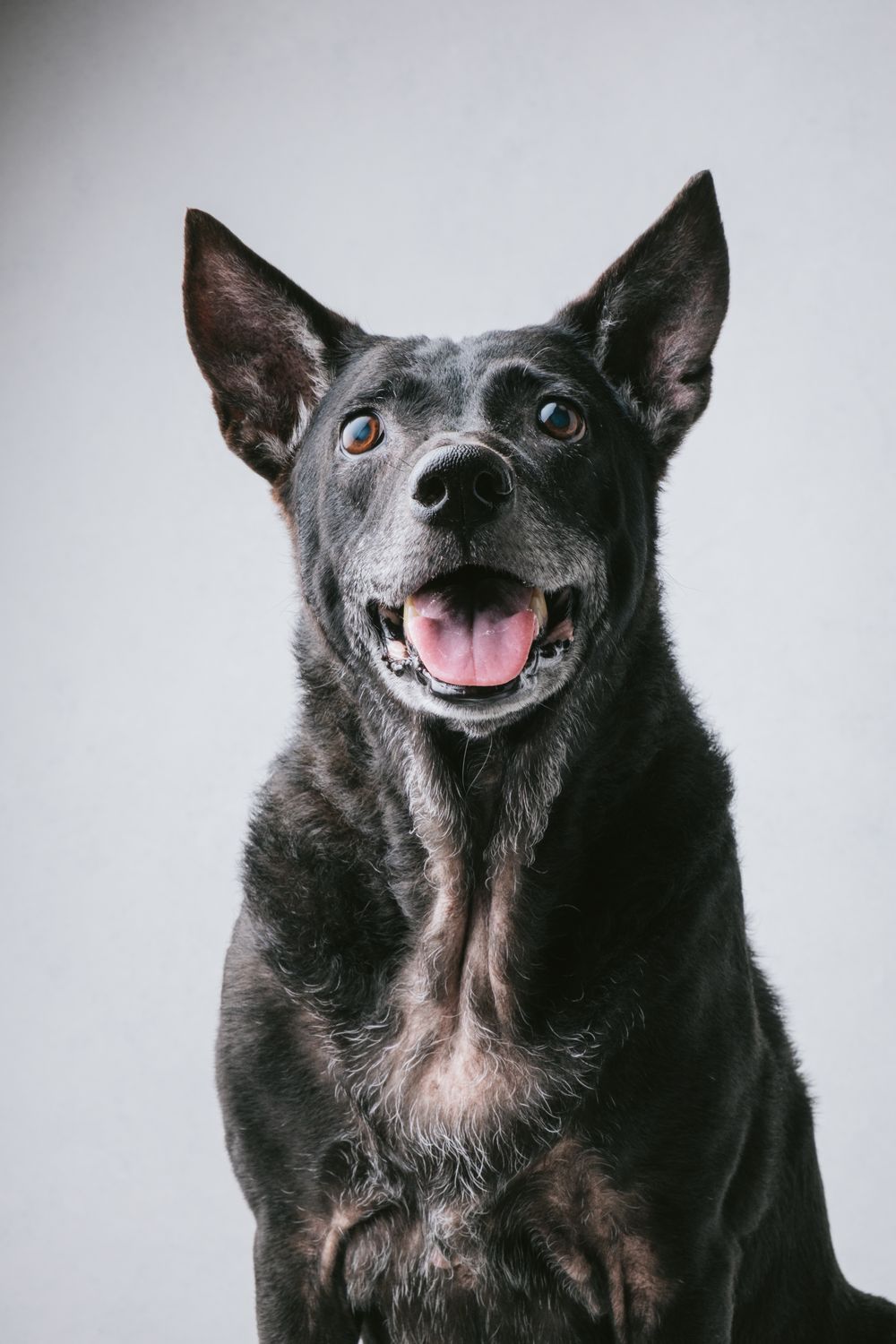 Dogs portrait by Furtographed