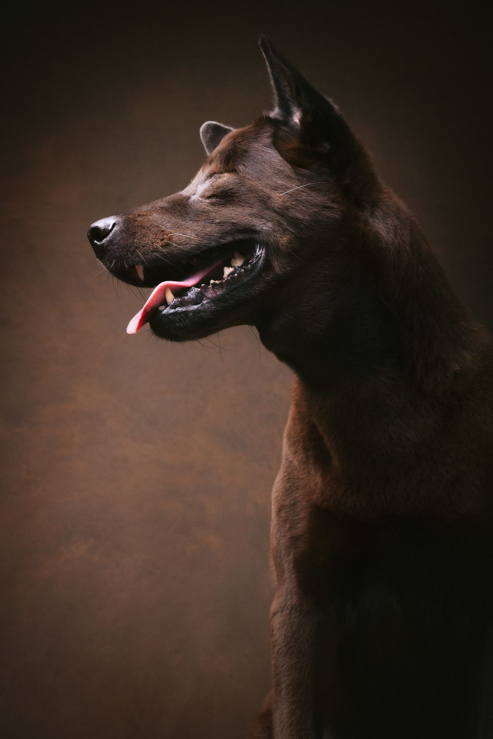 Dogs portrait by Furtographed