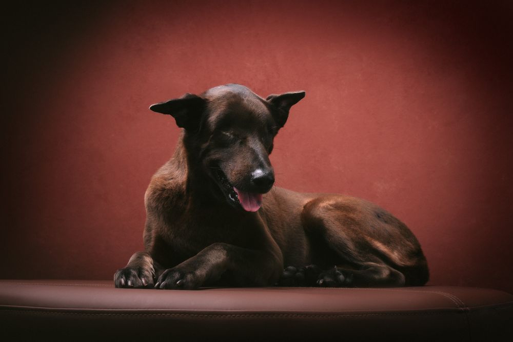Dogs portrait by Furtographed