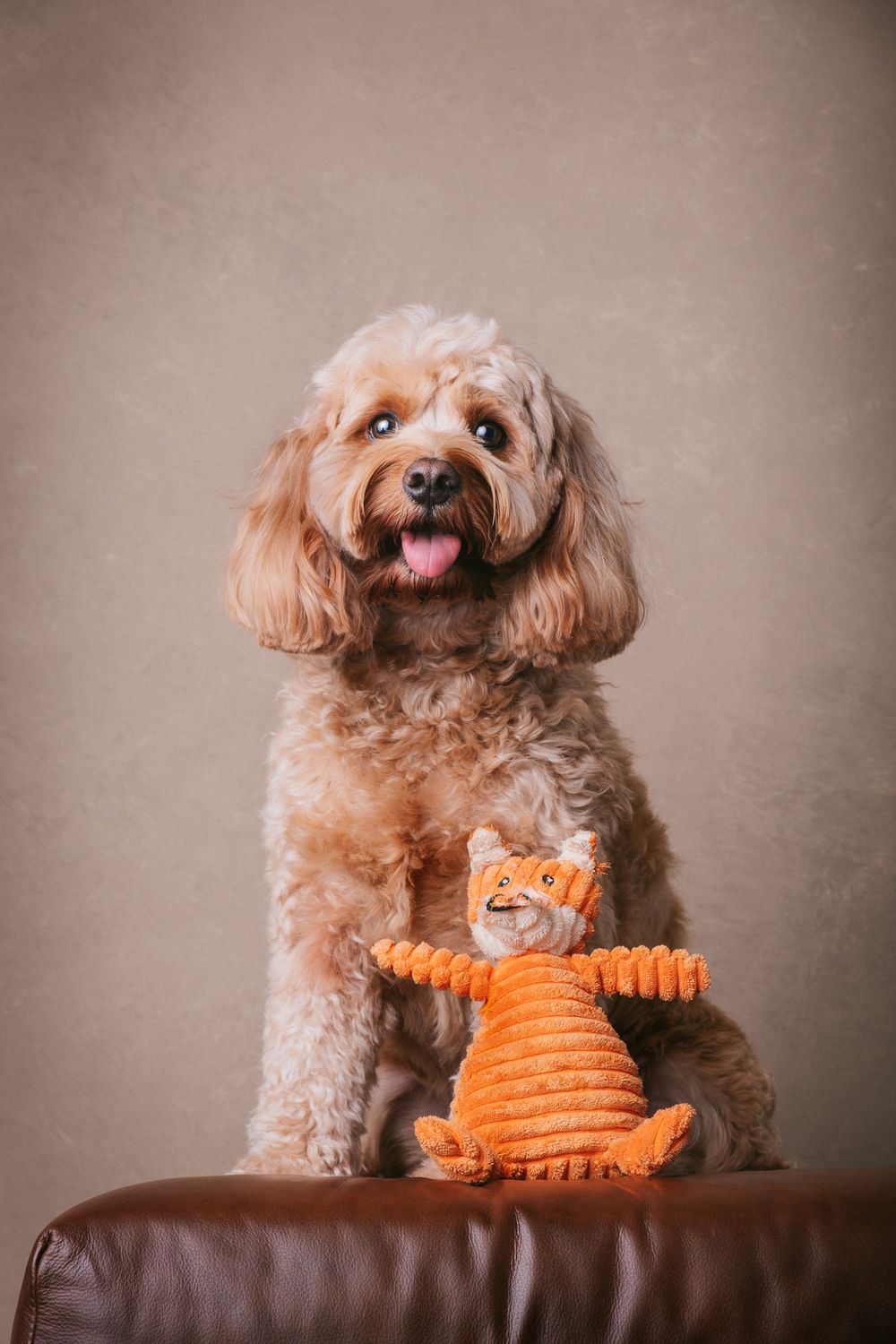 Dogs portrait by Furtographed