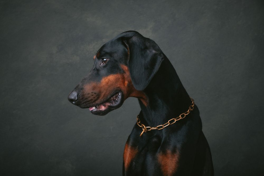 Dogs portrait by Furtographed