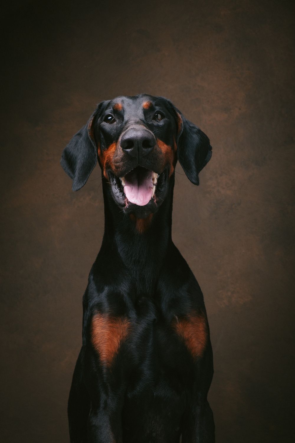 Dogs portrait by Furtographed