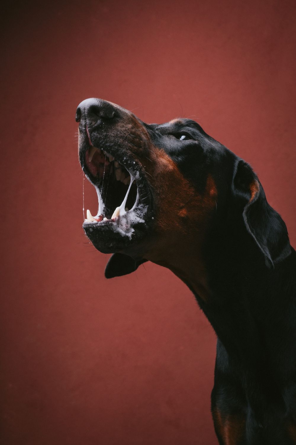 Dogs portrait by Furtographed