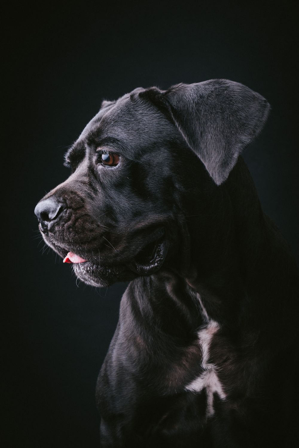 Dogs portrait by Furtographed