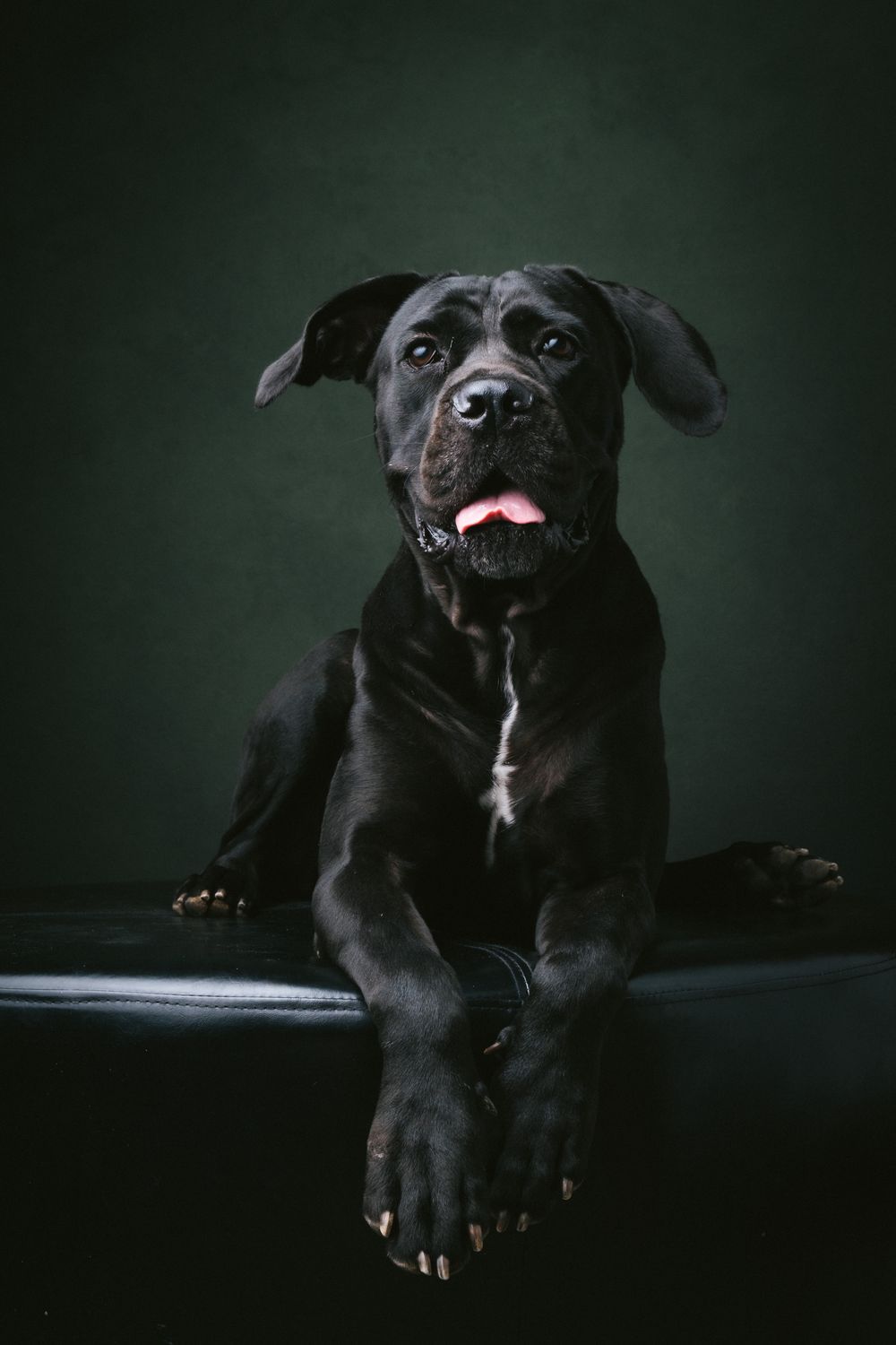 Dogs portrait by Furtographed