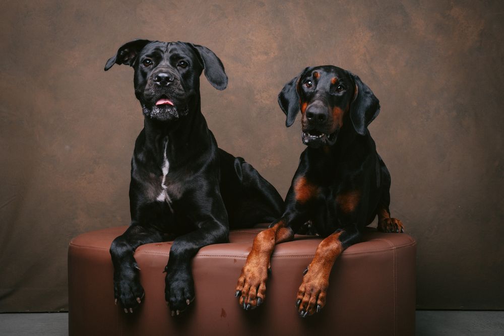 Dogs portrait by Furtographed