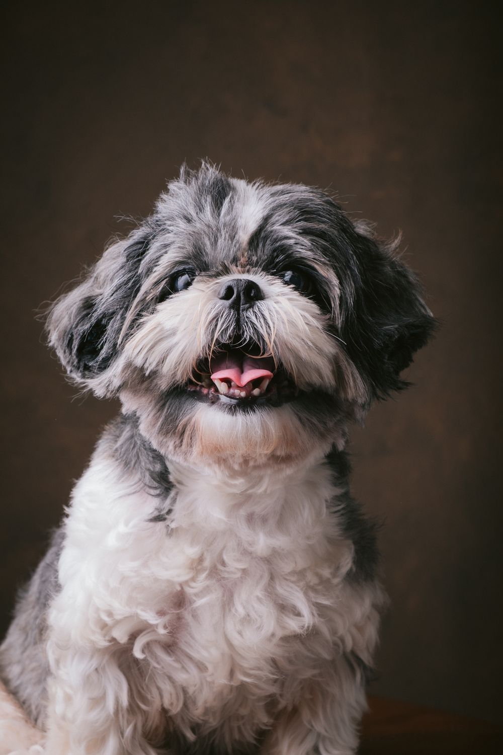 Dogs portrait by Furtographed