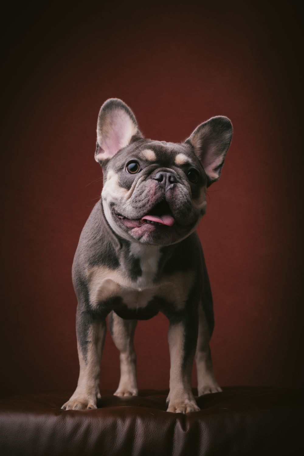 Dogs portrait by Furtographed