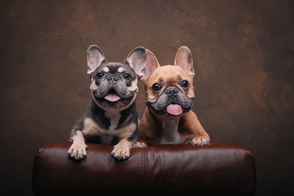 Dogs portrait by Furtographed