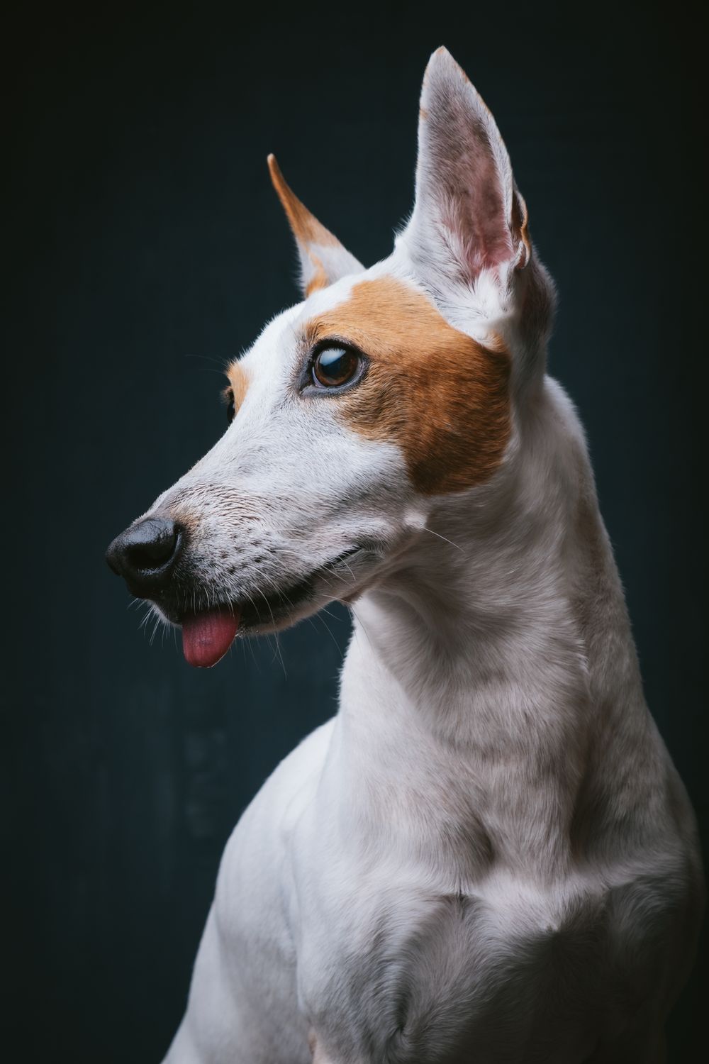 Dogs portrait by Furtographed