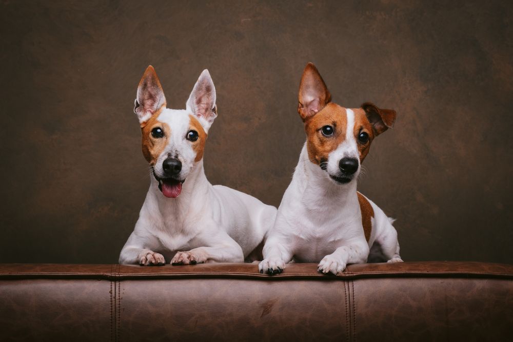 Dogs portrait by Furtographed