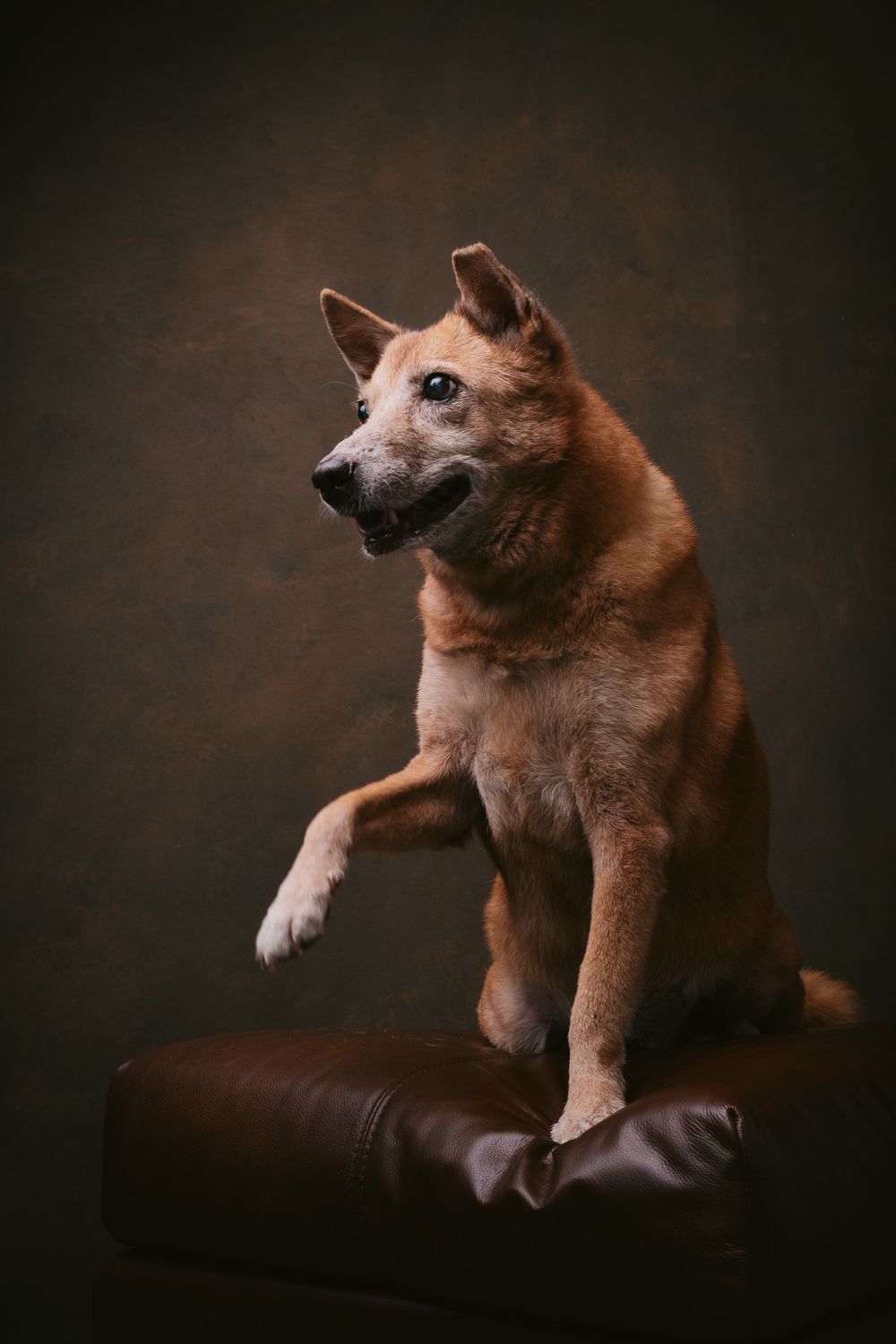 Dogs portrait by Furtographed