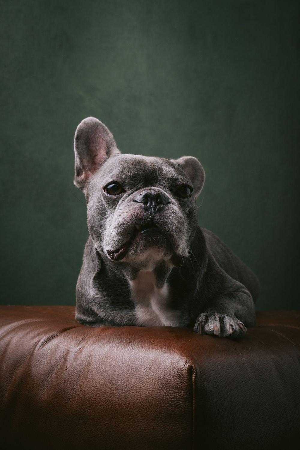 Dogs portrait by Furtographed