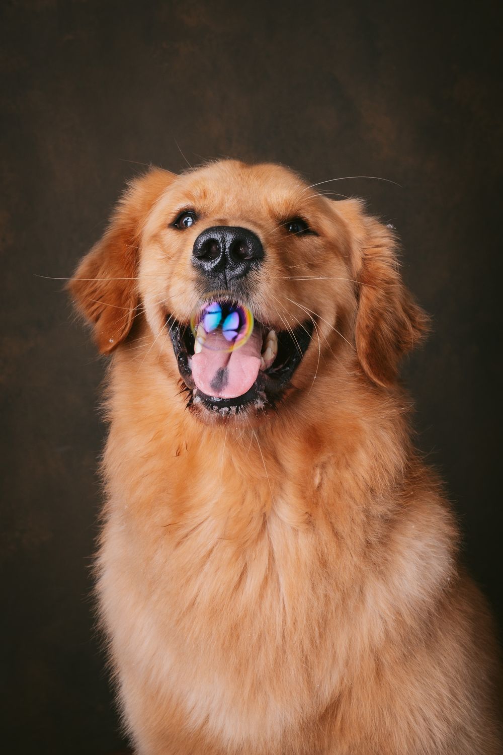 Dogs portrait by Furtographed