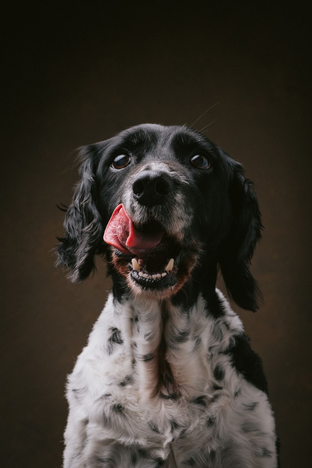 Dogs portrait by Furtographed
