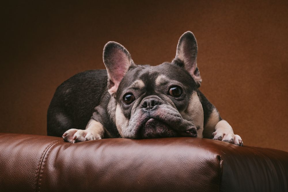 Dogs portrait by Furtographed